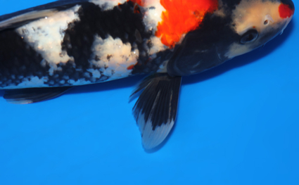 Showa - koi #x0417a002 - Side View A