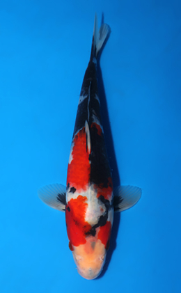 Showa - koi #x0417a003