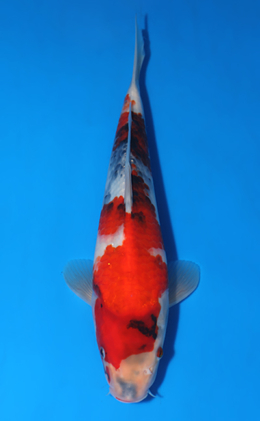 Showa - koi #x0417a004
