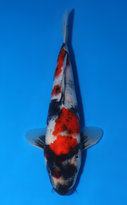 Showa - koi #x0417a005