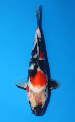 Showa - koi #x0417a006
