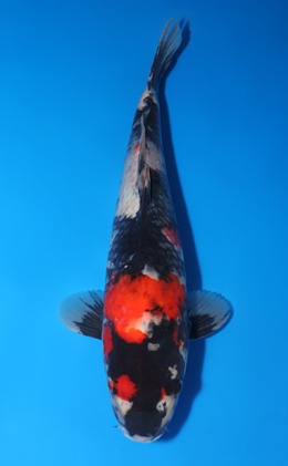 Showa - koi #x0417a007