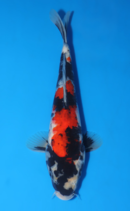 Showa - koi #x0417a008