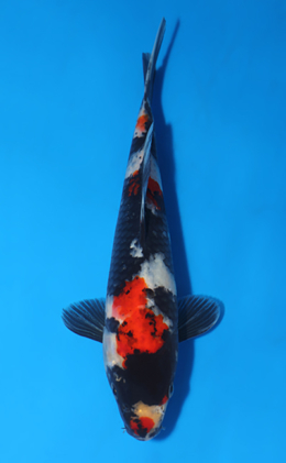 Showa - koi #x0417a009