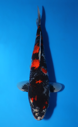 Showa - koi #x0417a010