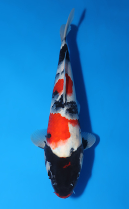 Showa - koi #x0417a012