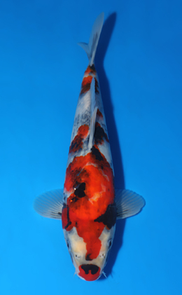 Showa - koi #x0417a013