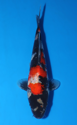 Showa - koi #x0417a016