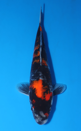 Showa - koi #x0417a017