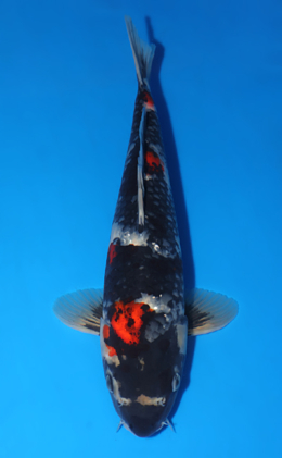 Showa - koi #x0417a019