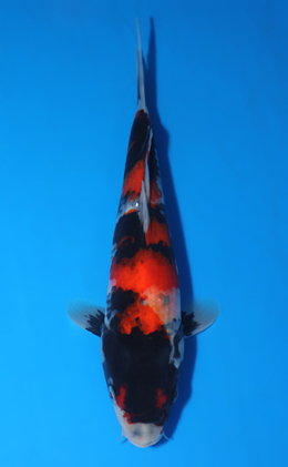 Showa - koi #x0417a020