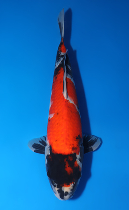 Showa - koi #x0417a021