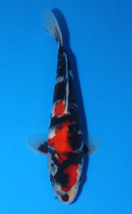 Showa - koi #x0417a022