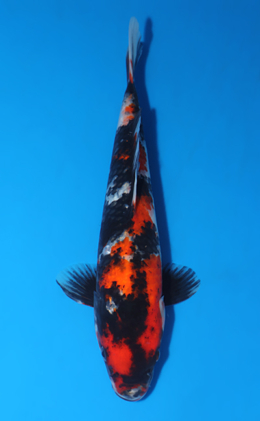 Showa - koi #x0417a024