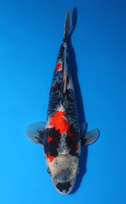 Showa - koi #x0417a025