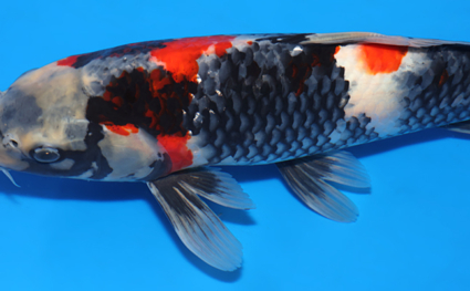 Showa - koi #x0417a025 - Side View A