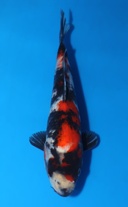 Showa - koi #x0417a026