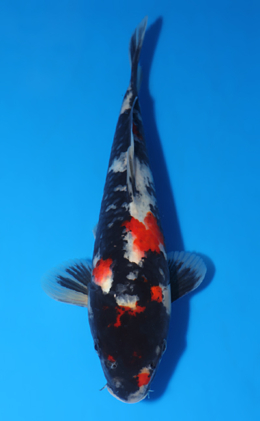 Showa - koi #x0417a027