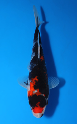 Showa - koi #x0417a029