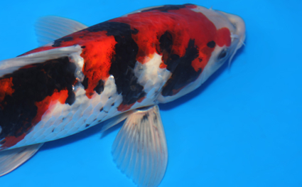Showa - koi #x0417a031 - Side View A