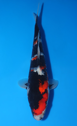 Showa - koi #x0417a032
