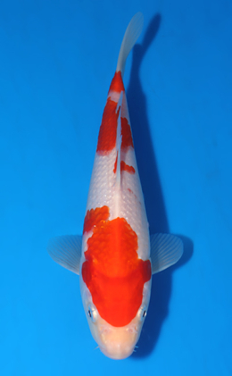 Kohaku - koi #x0418a001