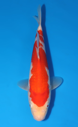 Kohaku - koi #x0418a002