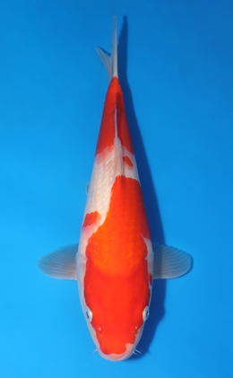 Kohaku - koi #x0418a003