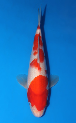 Kohaku - koi #x0418a004