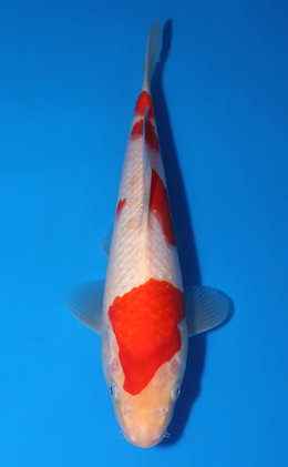 Kohaku - koi #x0418a005