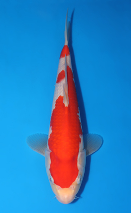 Kohaku - koi #x0418a006