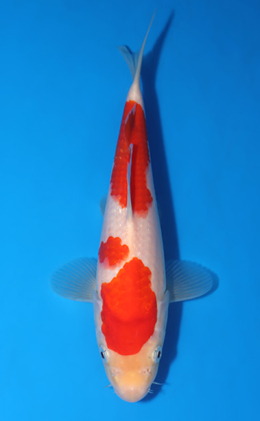 Kohaku - koi #x0418a007