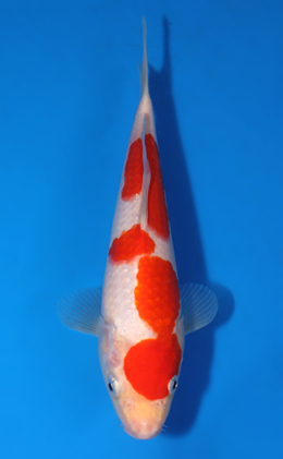 Kohaku - koi #x0418a008