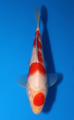 Kohaku - koi #x0418a009