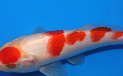 Kohaku - koi #x0418a009 - Side View A