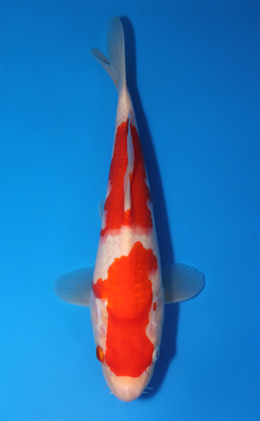 Kohaku - koi #x0418a010