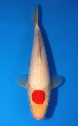 Tancho Kohaku - koi #x0418a011