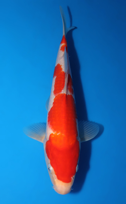 Kohaku - koi #x0418a012
