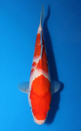 Kohaku - koi #x0418a013