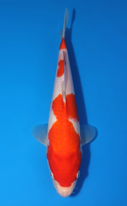 Kohaku - koi #x0418a014