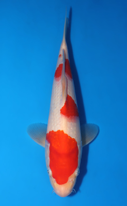 Kohaku - koi #x0418a015