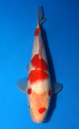 Kohaku - koi #x0418a016