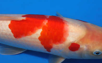 Kohaku - koi #x0418a016 - Side View A