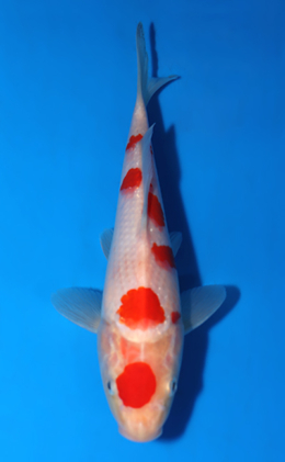 Kohaku - koi #x0418a017