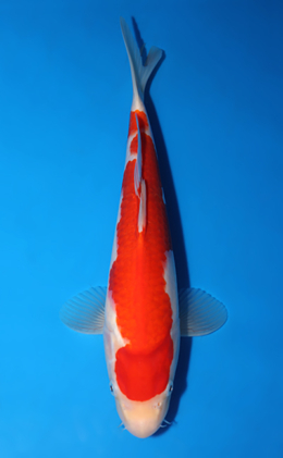 Kohaku - koi #x0418a018