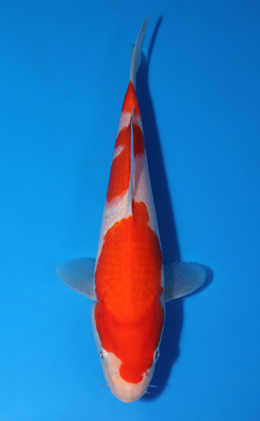 Kohaku - koi #x0418a019