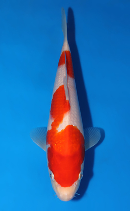 Kohaku - koi #x0418a020