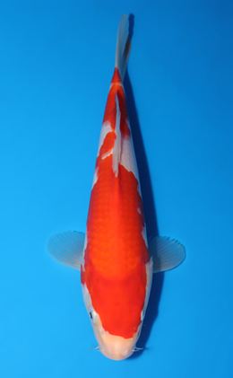 Kohaku - koi #x0418a021