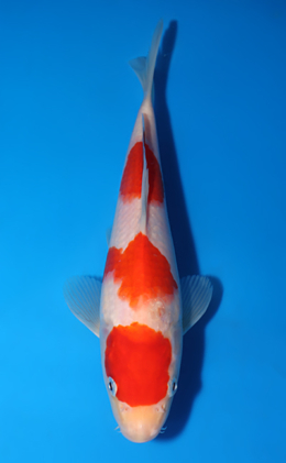 Kohaku - koi #x0418a022