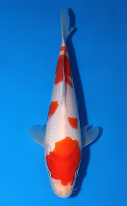 Kohaku - koi #x0418a023